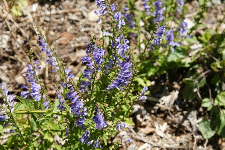Tarczyca brodata – Scutellaria barbata