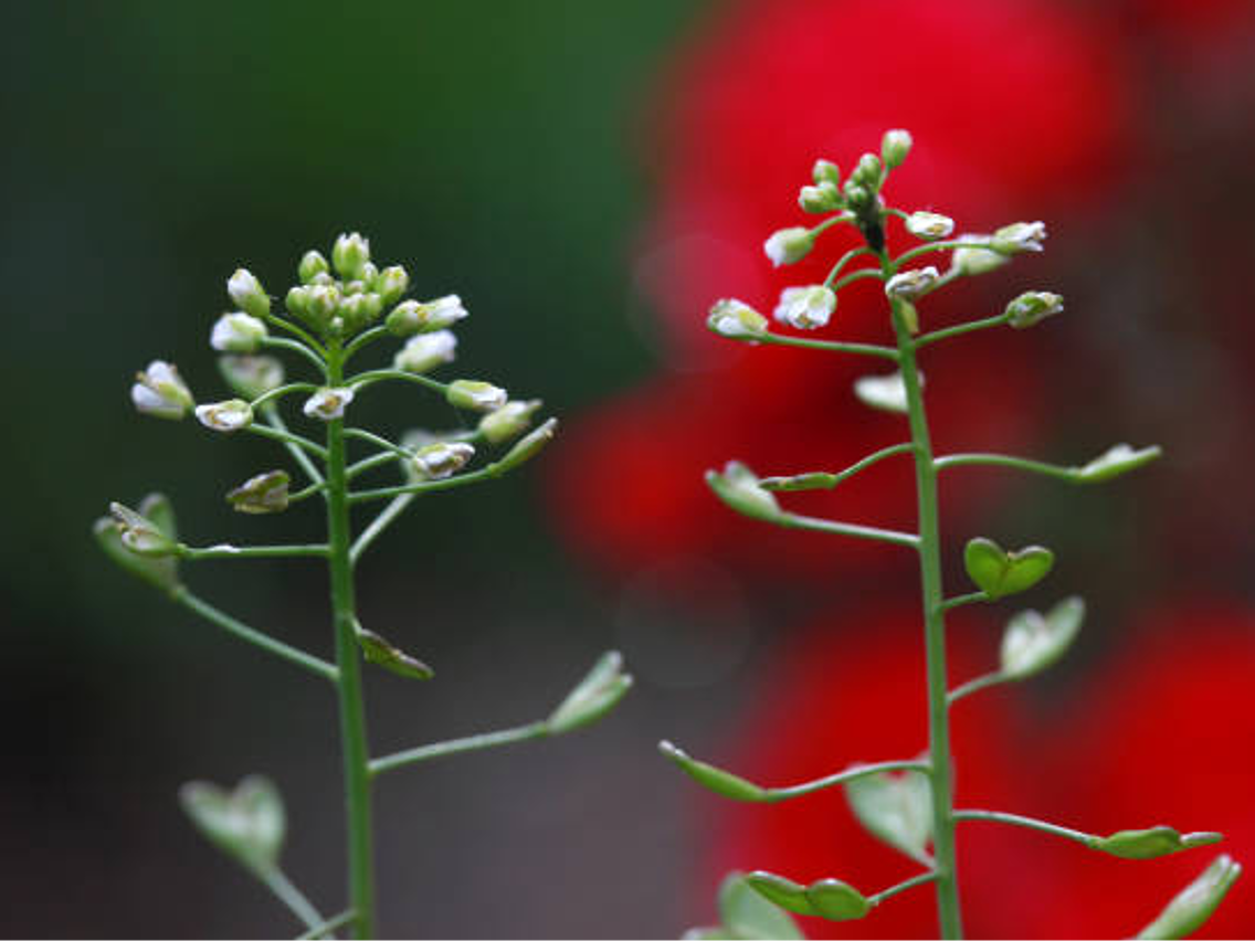 Tasznik pospolity – Capsella burs-pastoris