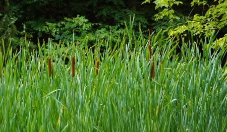 Tatarak zwyczajny – Acorus calamus