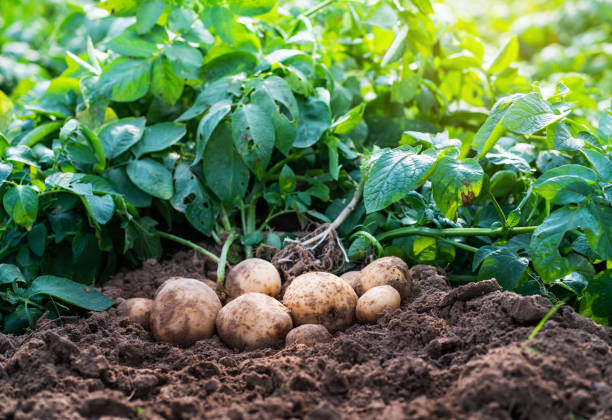 Tocosh – Solanum tuberosum
