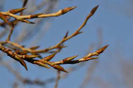 Topola czarna – Populus nigra