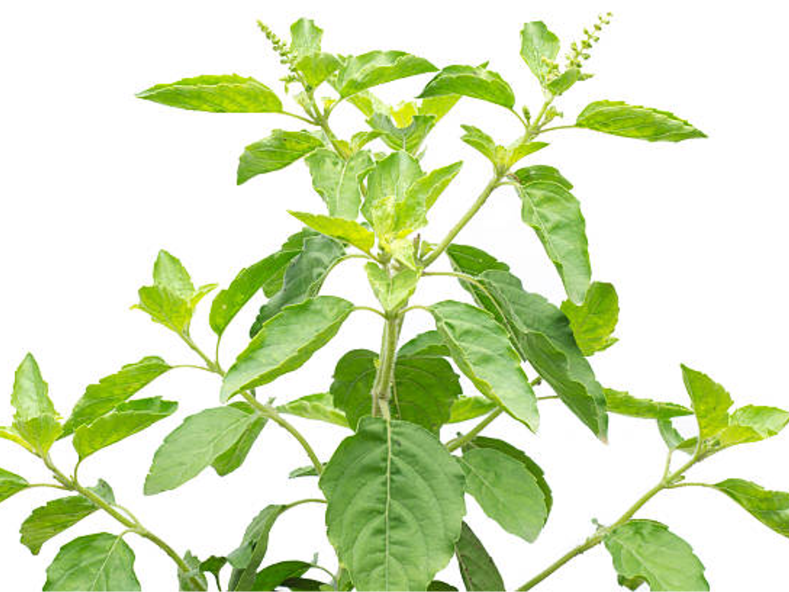 Tulsi – Bazylia święta