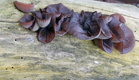Uszak bzowy – Auricularia auricula-judae
