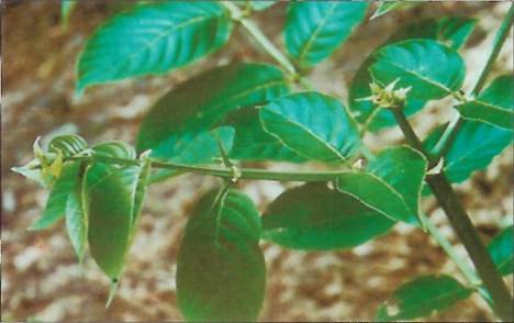 Vilcacora – Uncaria tomentosa