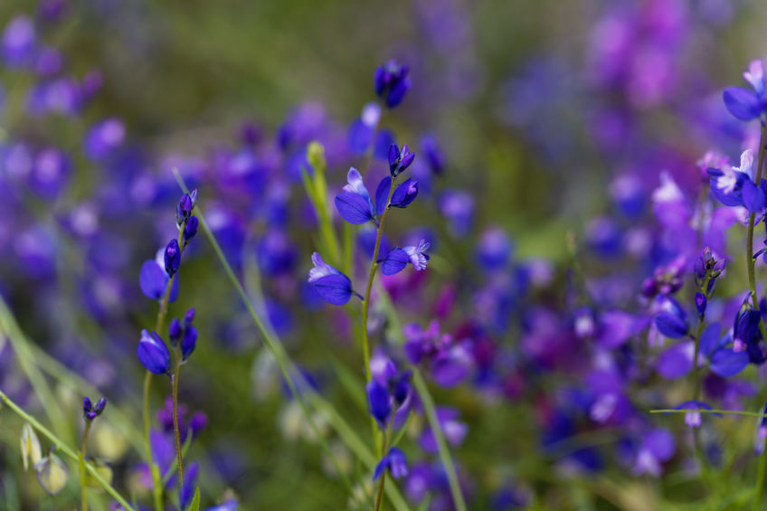 Vito cienkolistny – Polygala tenuifolia