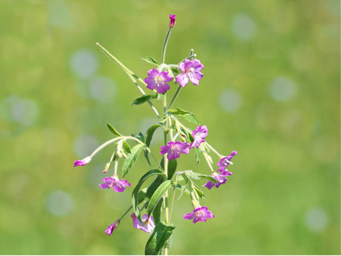 Wierzbówka drobnokwiatowa – Epilobium parvifloru