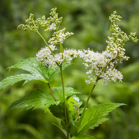 Wiśnia lekarska – Filipendula ulmaria