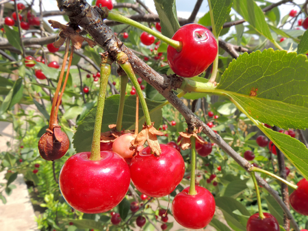 Wiśnia pospolita – Prunus cerasus
