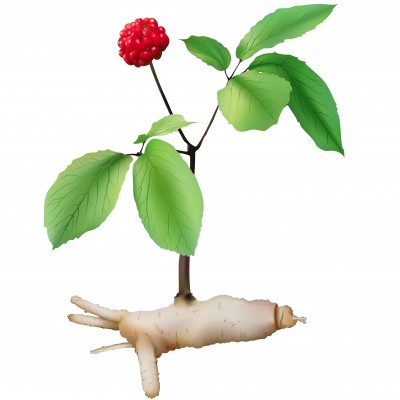 Żeń-szeń właściwy – Panax ginseng