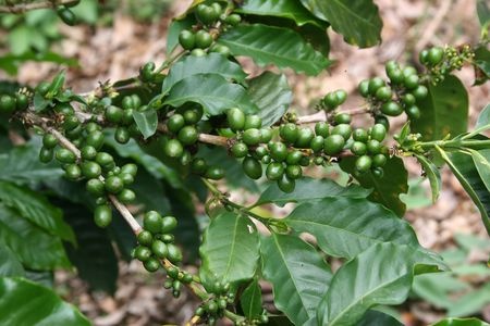 Zielona kawa – Coffea arabica