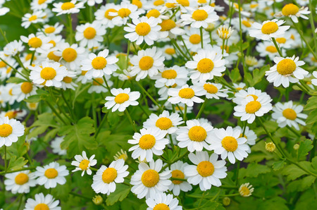 Złocień maruna – Tanacetum parthenium