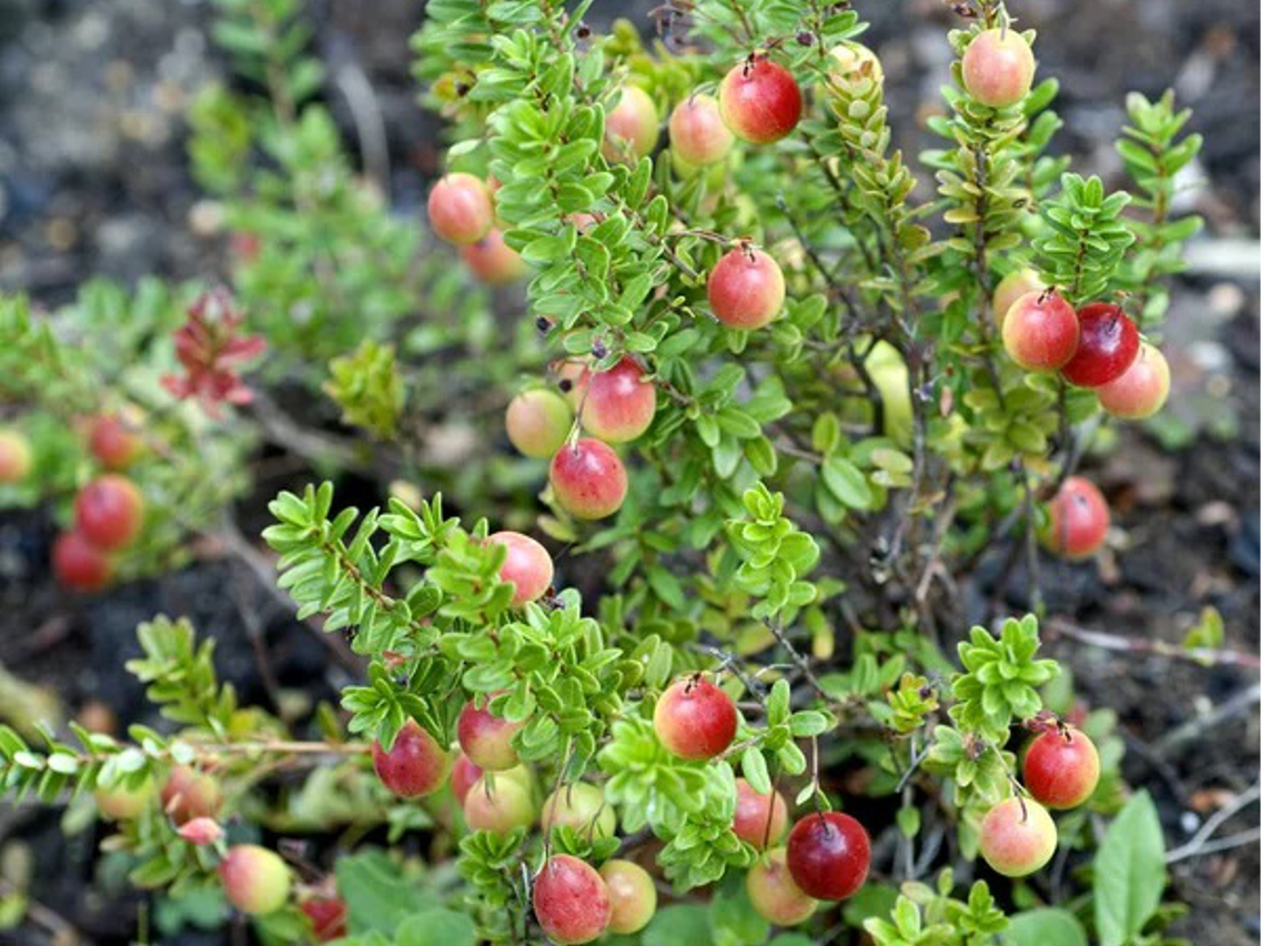 Żurawina wielkoowocowa – Vaccinium macrocarpon